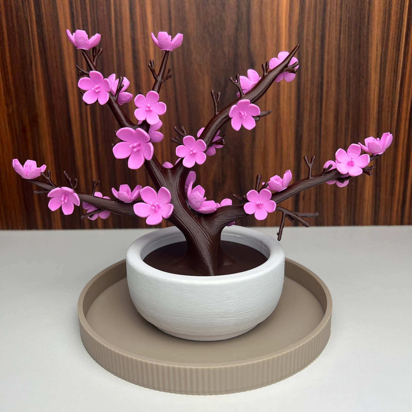 Bonsai Cerejeira (Sakura)